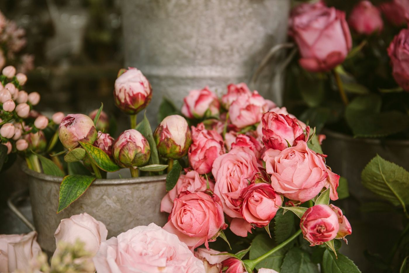 Pink roses and peonies in a metal bucket
